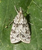 Scoparia pyralella